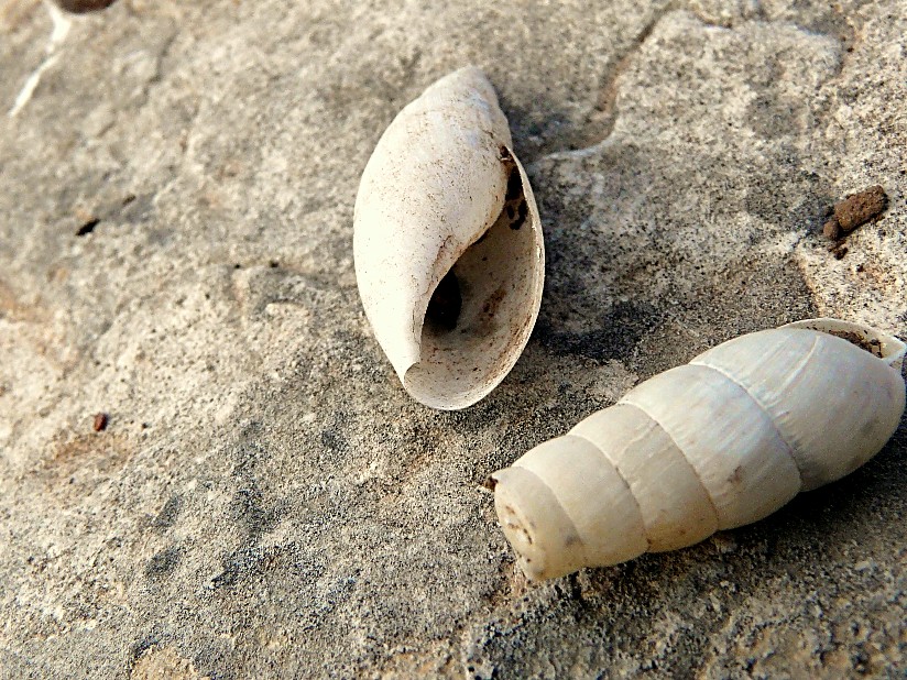 Poiretia cornea del Gargano